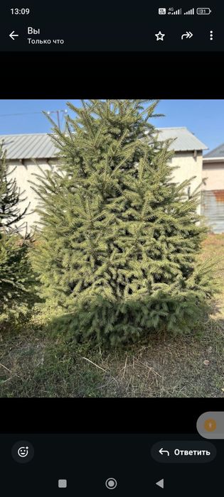 Продается сосны и елки