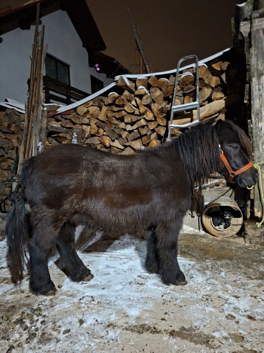 Vand poneita gestanta