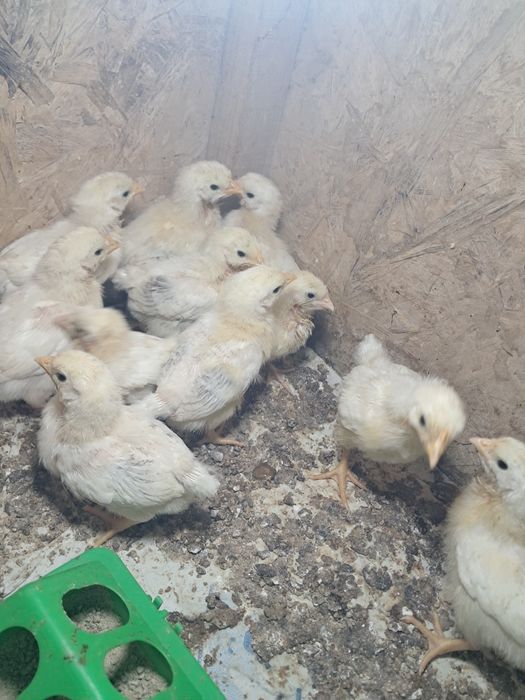 Цыплята Адлер балапандары