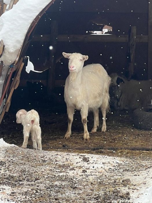 Capra de lapge+ieduț