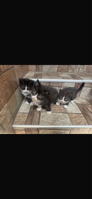 Отдам котят в хорошие руки