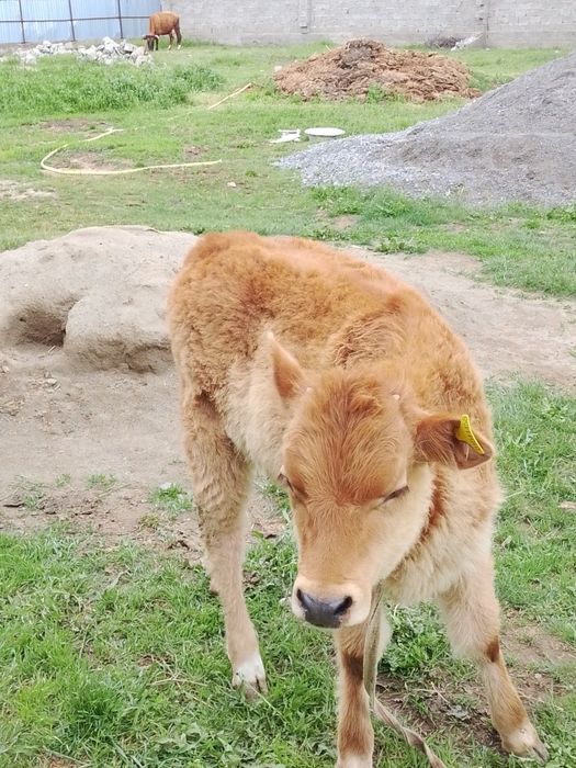 Сауым сиыр,бұзауымен