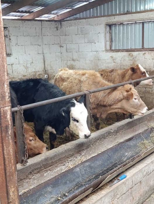 Продаются тёлки .