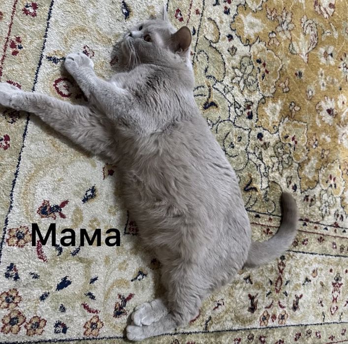 Британские котята