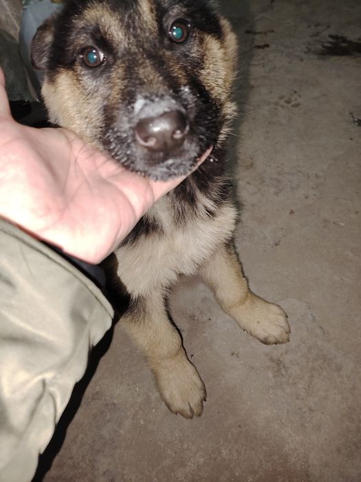 Щенки восточно европейской овчарки