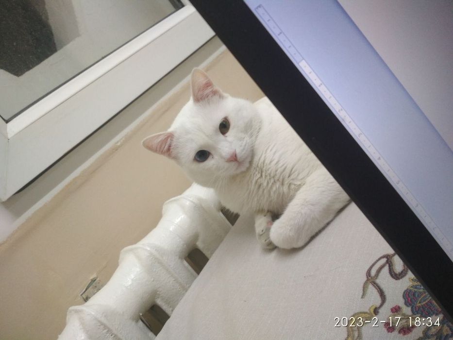 Продам кота порода Кхао-мани. Есть БОНУС.