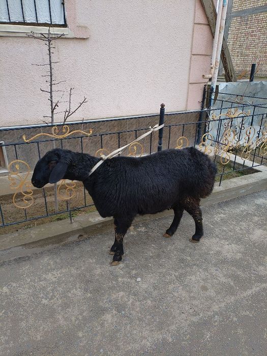 Toza xisori solu qoy xali tugmagan