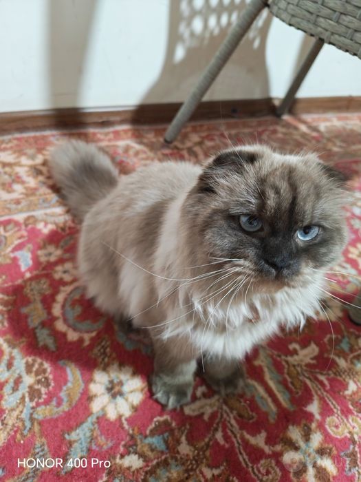 Продаëтся Сиамская Кошечка