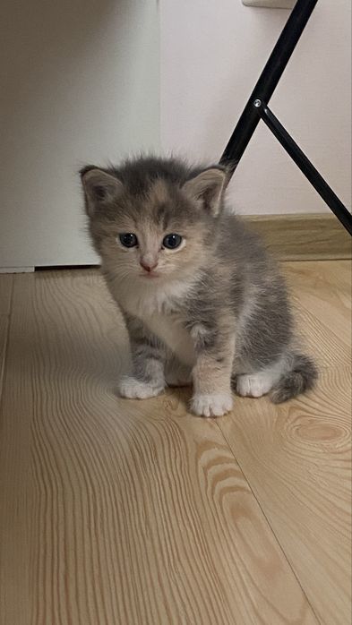 Котёнок, 1 месяц