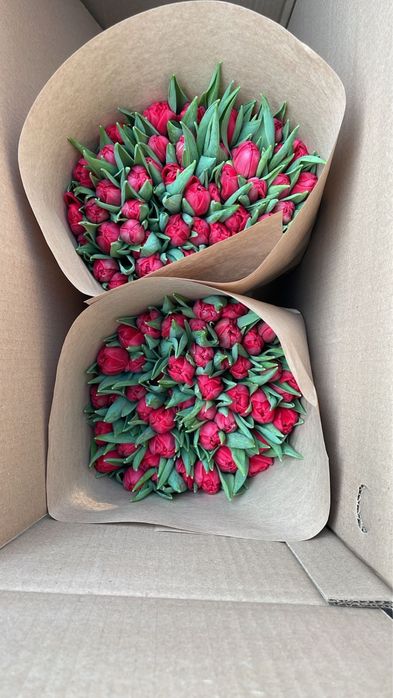 Тюльпаны голландские