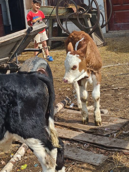 De vânzare  negrii  angus și baltat 4 săptămânăi