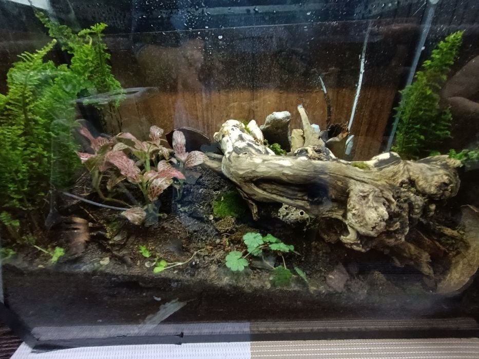 Флорариум экосистеме