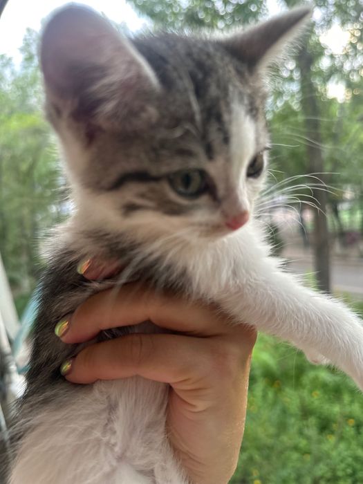 Котенок ищет родителей