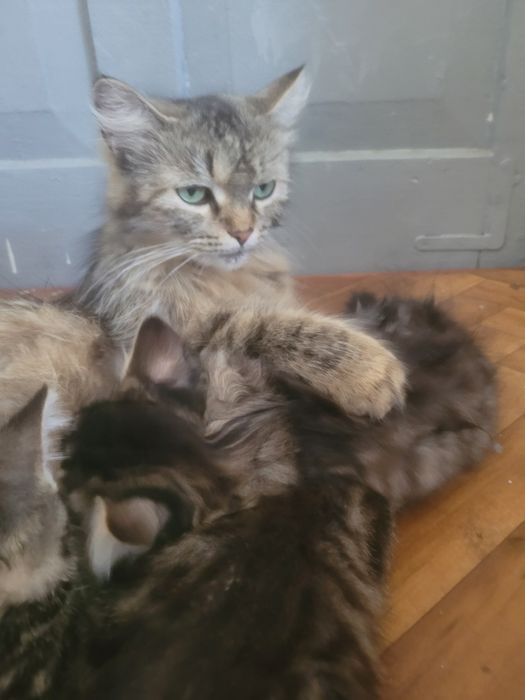 Продам котят мышеловок
