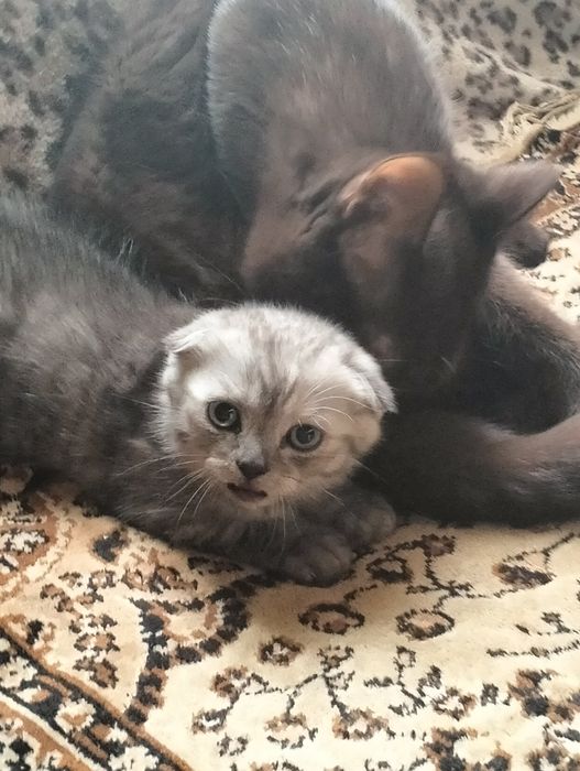 Продается котенок скоттиш фолд мальчик
