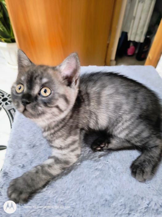 Продам котят скотищь страйт
