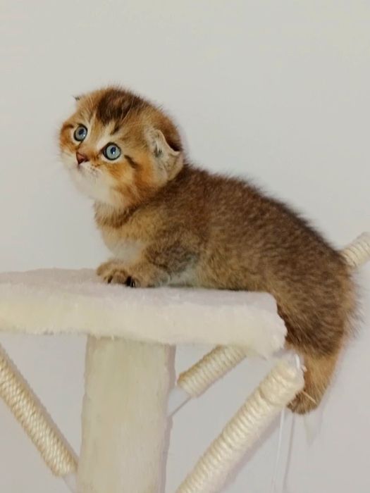 Шотланские котята  мальчики чистокровные