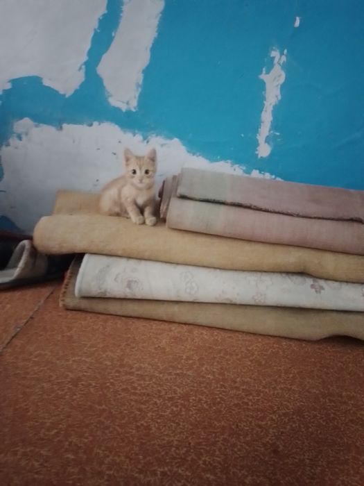 Отдам даром котят