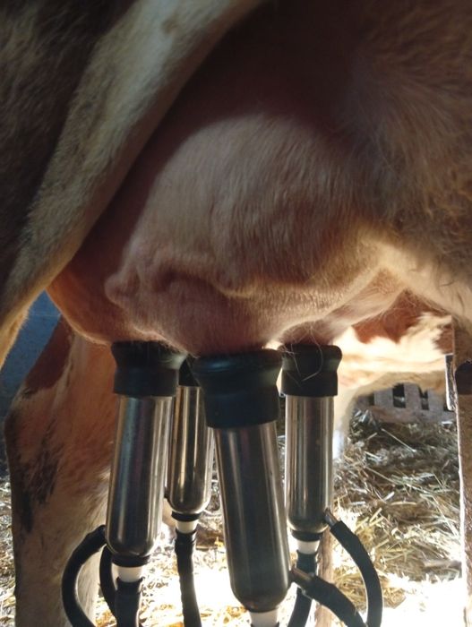 Vacă tânără, bălțată românească