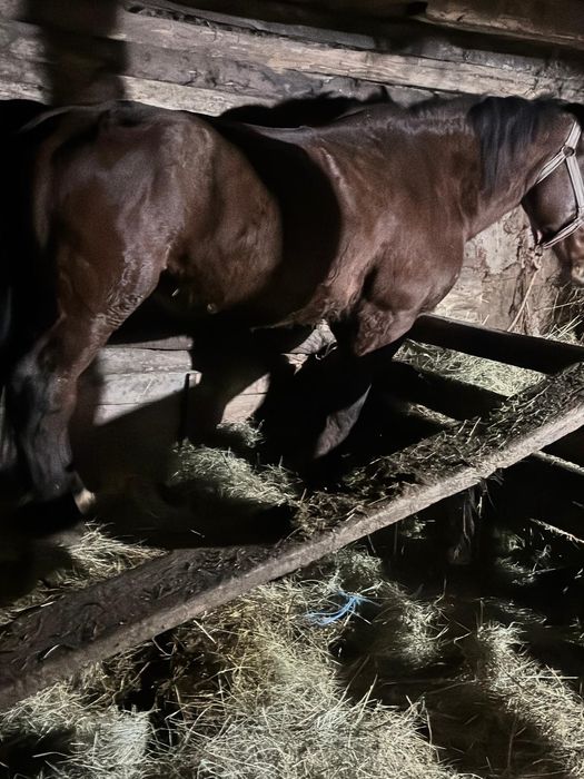 Vând iapa de 10 ani bună de ham