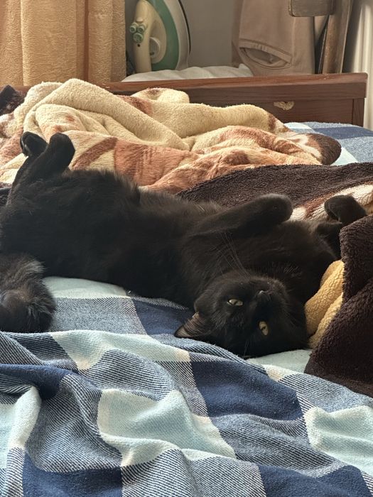 Отдам кота в добрые руки