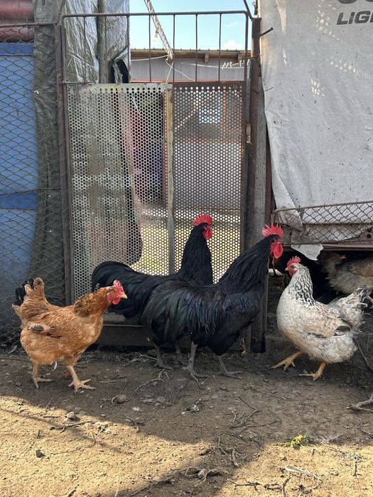 Cocos Australorp