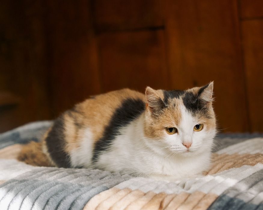 Кошечка в дар