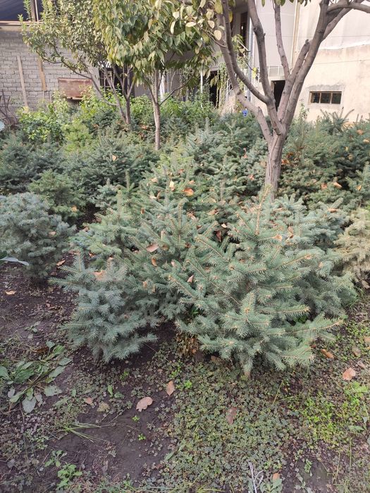 Голубая ель крымская