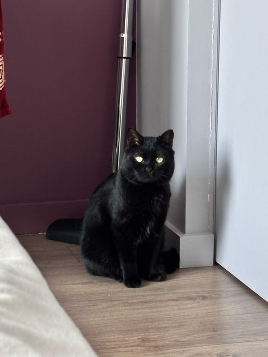 Срочно отдам кота британца