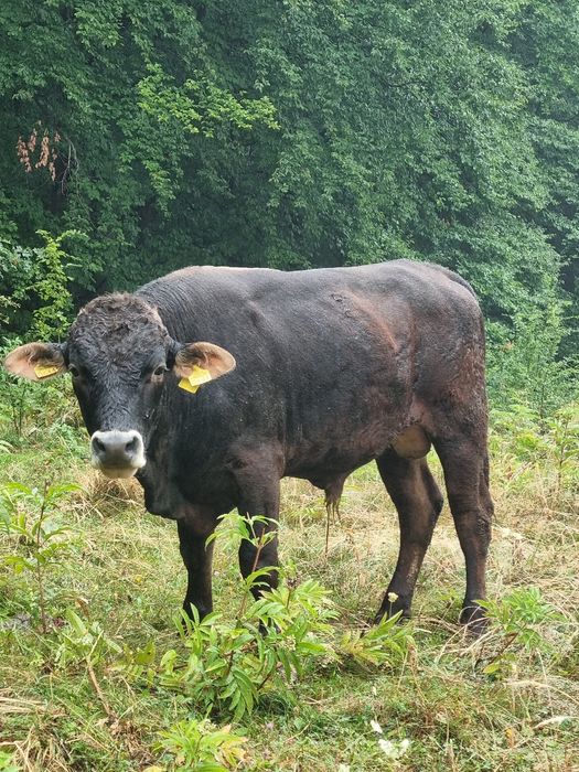 Vând taur angus de 1 an