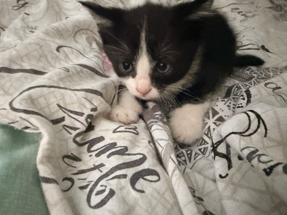 Отдам красивых котят