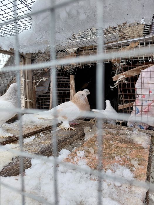 Читать внимательно объявление!!