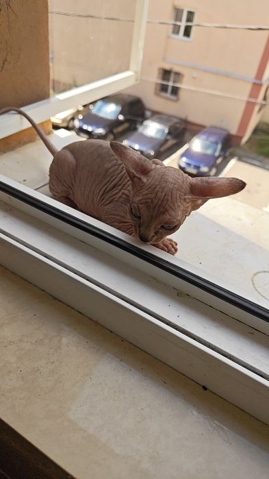 Motan Sphinx imperial
