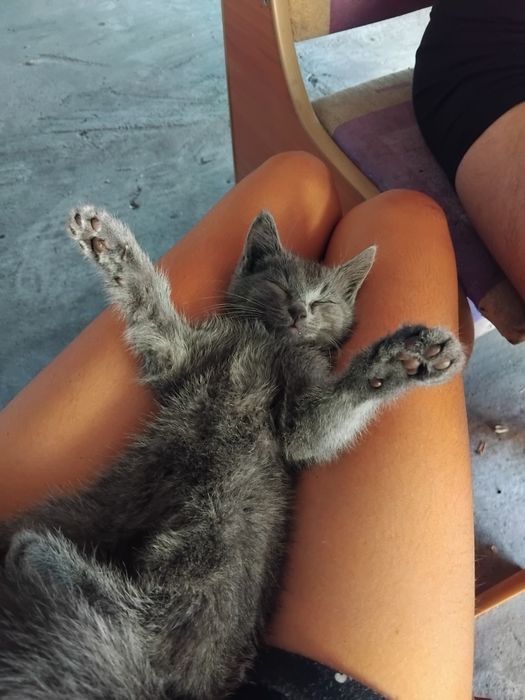 Отдам кошечку в добрые руки