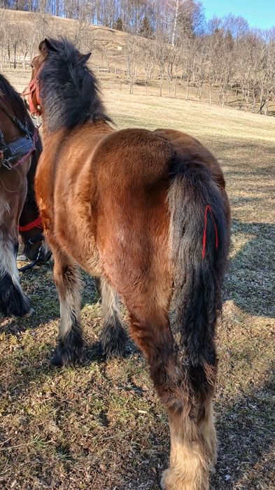 Vând mânz de 6 luni