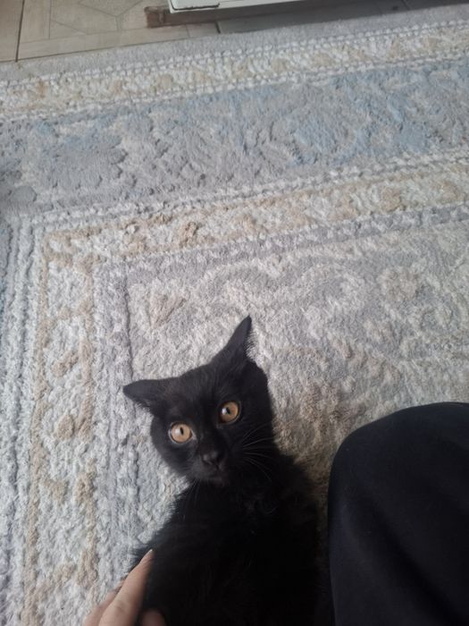 Мысык тап таза .