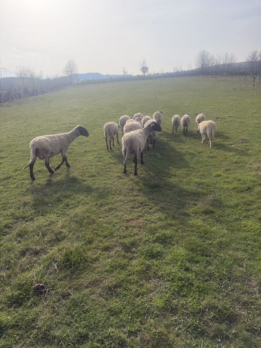 De vanzare Oi suffolk