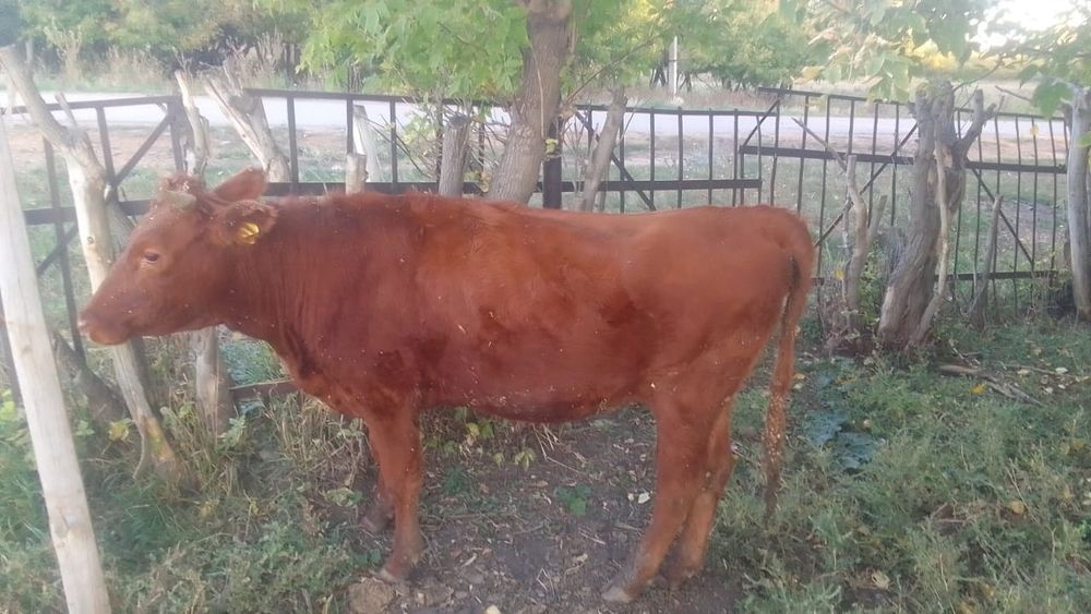 Продам коровы, телёнки