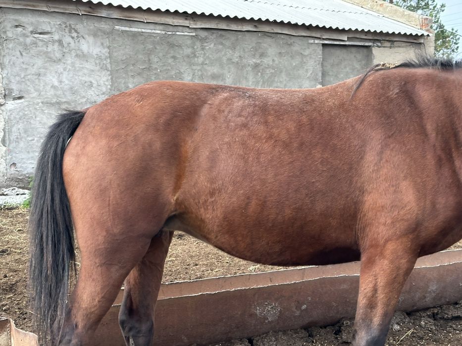 Ту биелер сатылады