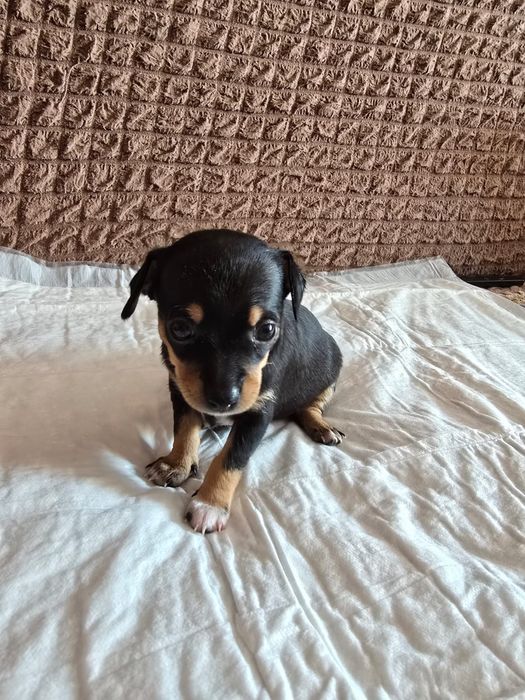 Продаются щенки тойтерьера