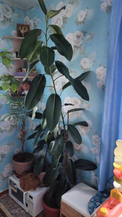 Фикус, более 2.5 метров