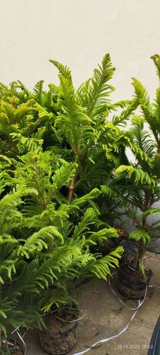 Араукария арча  скидка