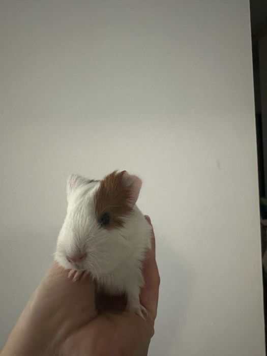 Porcusori de Guineea