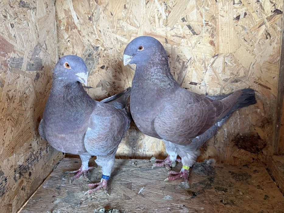 Vând sau schimb porumbei americani (agh)