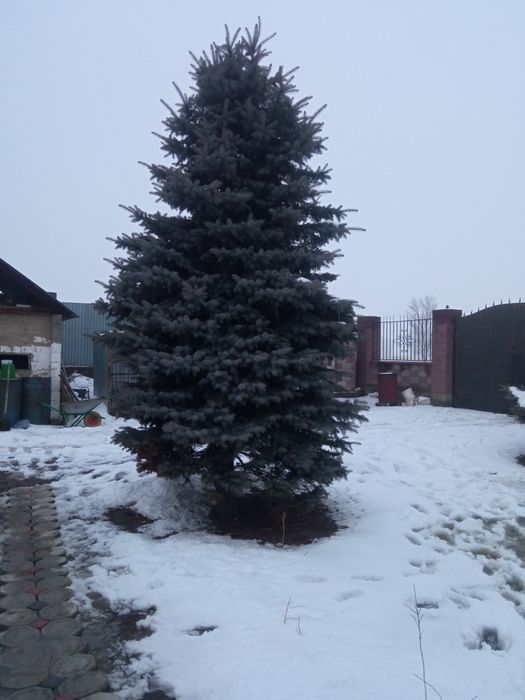 Голубая Ель Елка