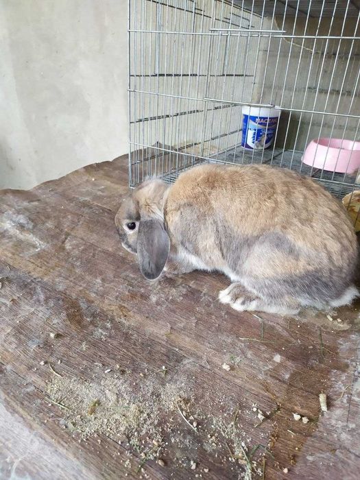 Карлик баран пара сотилади