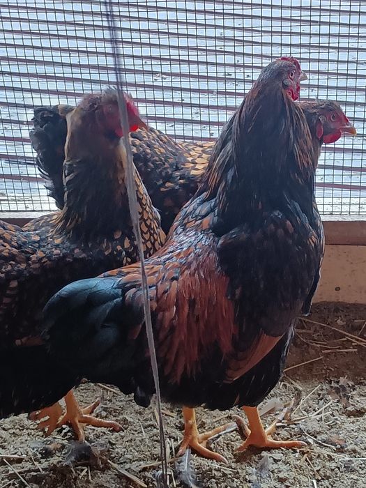 Vând oua incubat wiandotte gsg