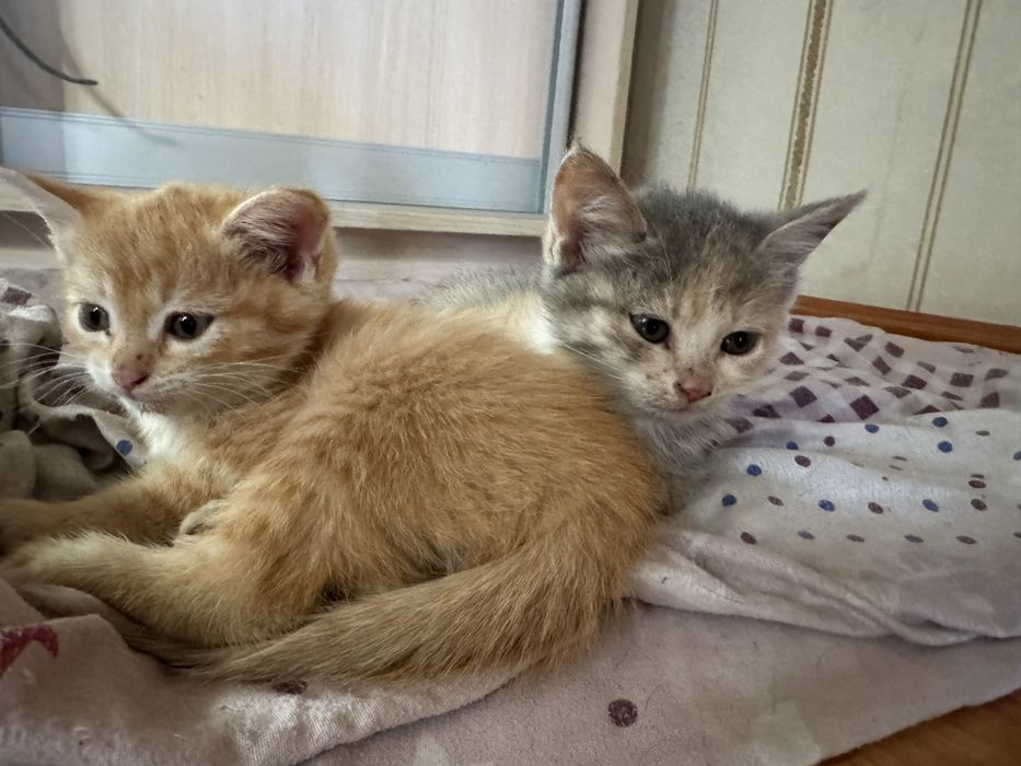 Отдам котят бесплатно