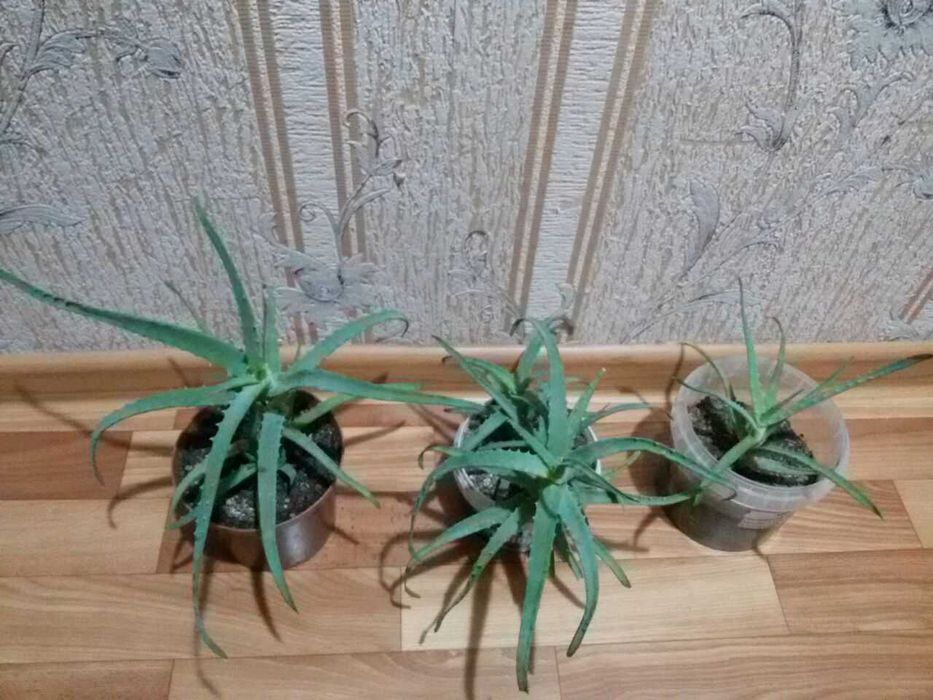 комнатные цветы растения