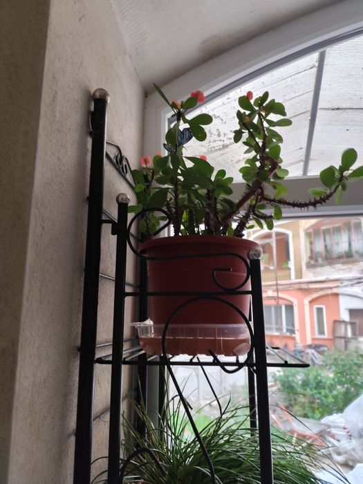 Vând floare  de apartament.